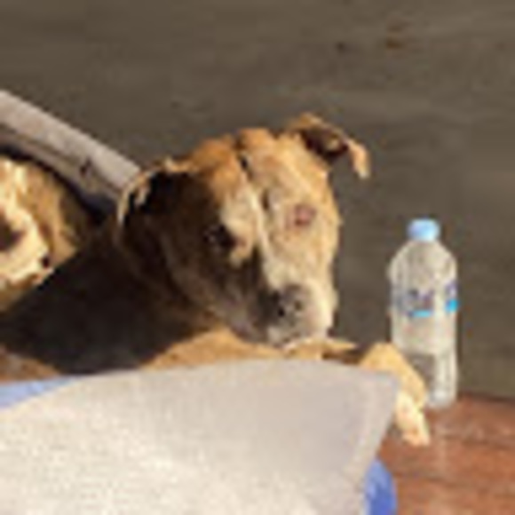 Meet your Posher, Brianna - Picture 1 of 1